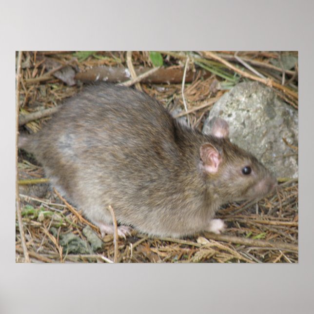 Impresión de rata silvestre (Frente)