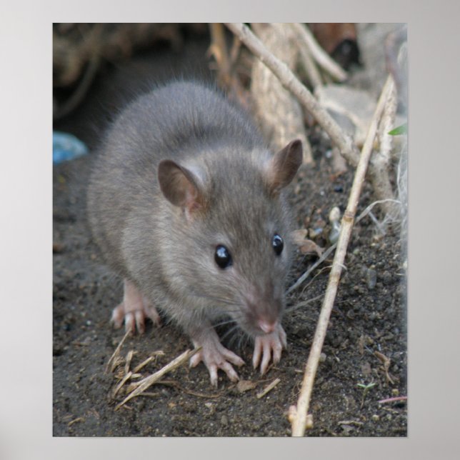Impresión de rata silvestre joven (Frente)