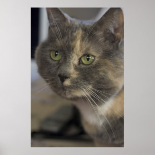 Impresión de retrato de gato