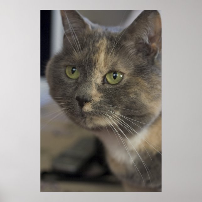 Impresión de retrato de gato (Frente)