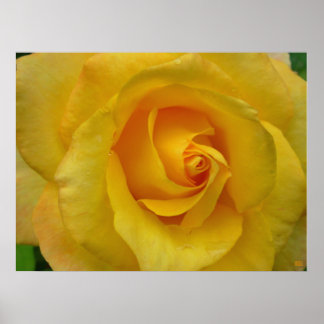 Impresión de Rosa Amarilla Hermoso Póster de Flor