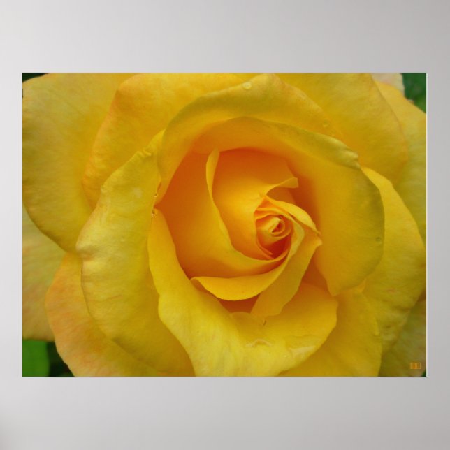 Impresión de Rosa Amarilla Hermoso Póster de Flor (Frente)