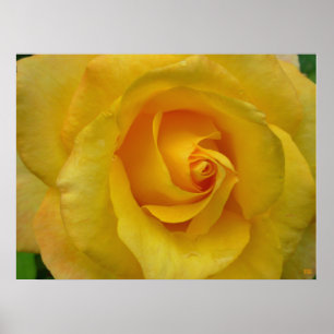 Impresión de rosa amarillo hermosa Poster de flore