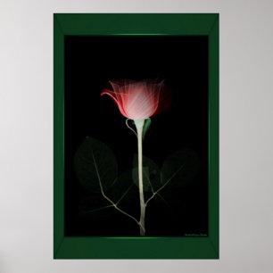 Impresión de rosa rojo