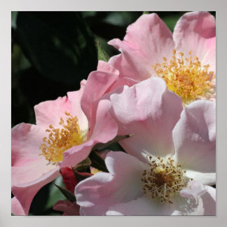 Impresión de rosas rosadas
