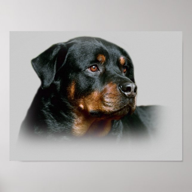 Impresión de Rottweiler (Frente)