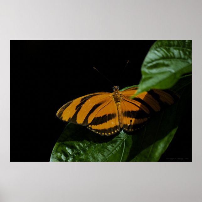 Impresión de secado (Frente)