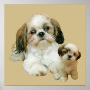 Impresión de Shih Tzu Buddies
