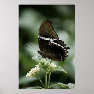 Impresión de Siproeta