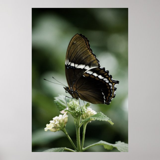 Impresión de Siproeta (Frente)