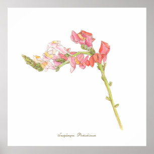 Impresión de Snapdragon, papel Poster de valor (ma