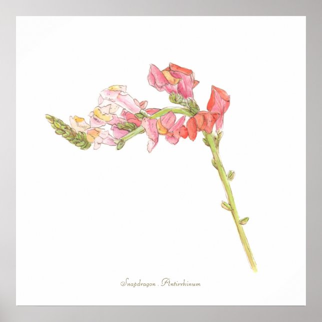 Impresión de Snapdragon, papel Poster de valor (ma (Frente)