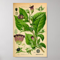 Impresión de sombras nocturnas mortales (Atropa be