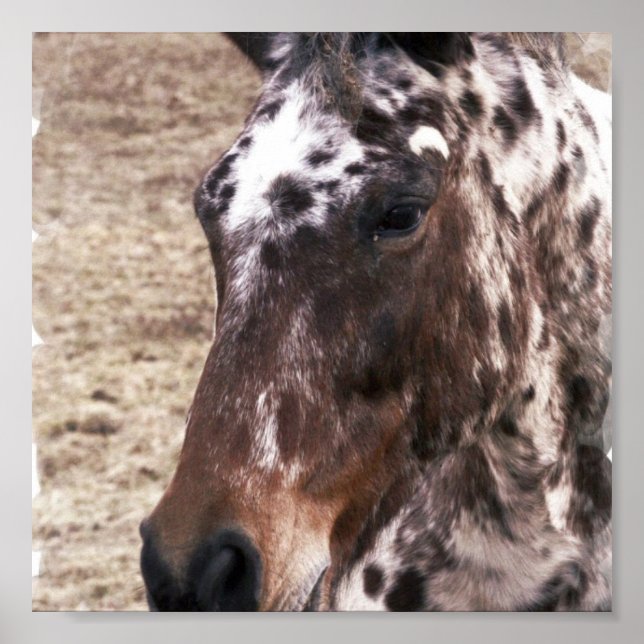 Impresión de Stallion Appaloosa (Frente)