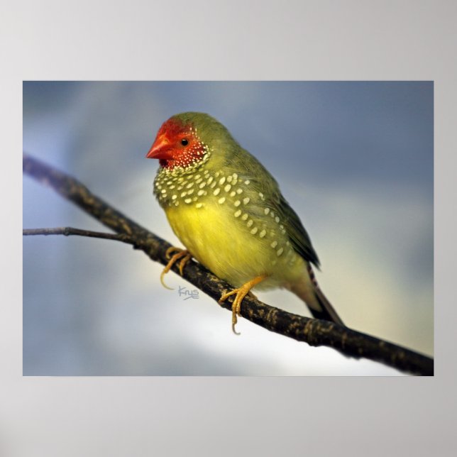 Impresión de Star Finch (Frente)