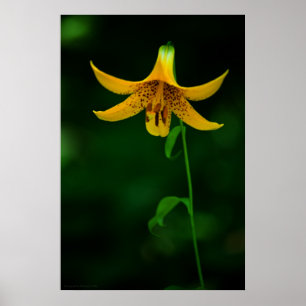 Impresión de Star Pose