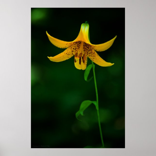 Impresión de Star Pose (Frente)