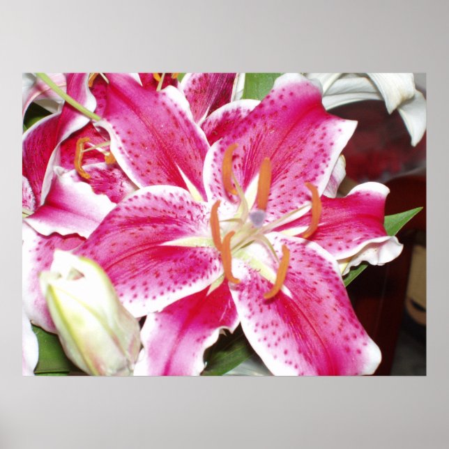 Impresión de Stargazer Lily (Frente)