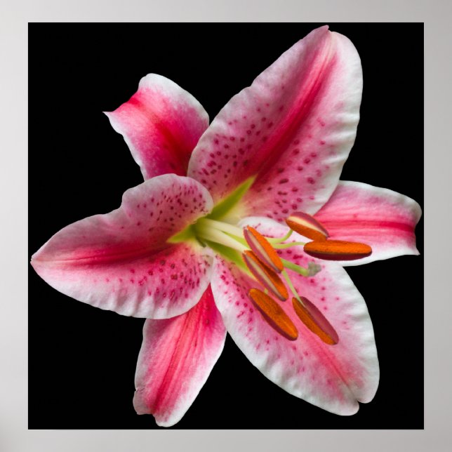 Impresión de Stargazer Lily (Frente)