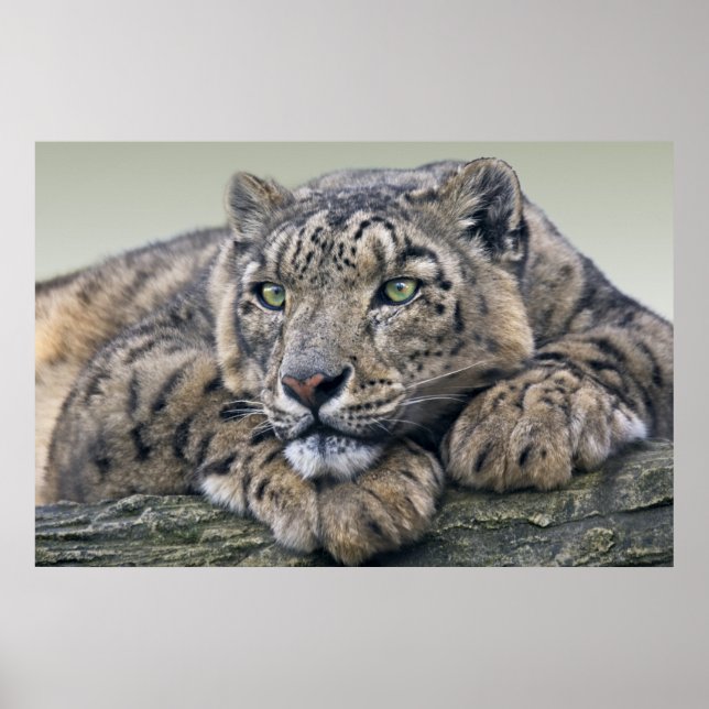 Impresión de Sueño de Leopardo (Frente)