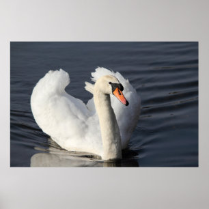 Impresión de Swan
