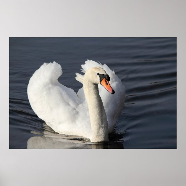 Impresión de Swan (Frente)