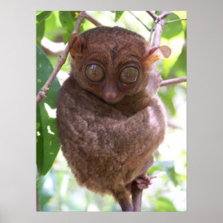 Impresión de tarsier filipino