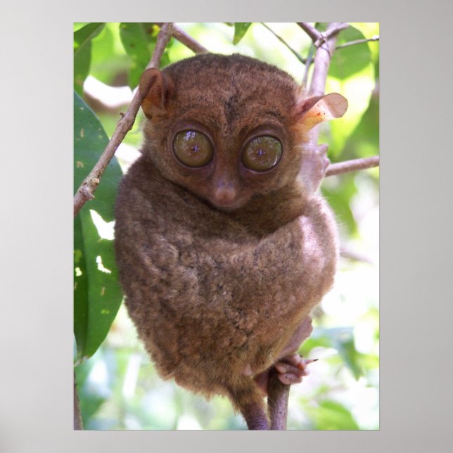 Impresión de tarsier filipino (Frente)