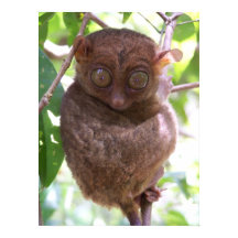Impresión de tarsier filipino