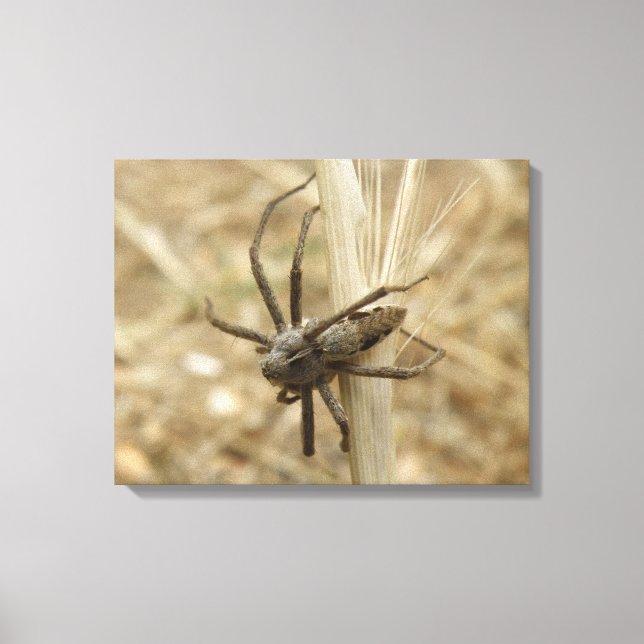 Impresión de tela araña crujiente (Anverso)