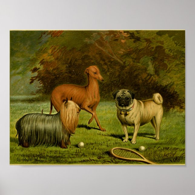 Impresión de Terrier y Pug Vintage de 1881 (Frente)