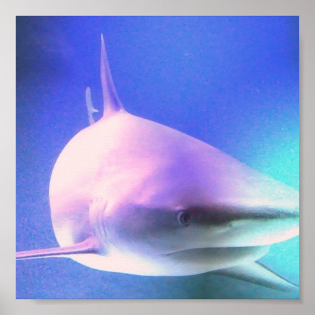 Impresión de tiburón asesino (Frente)