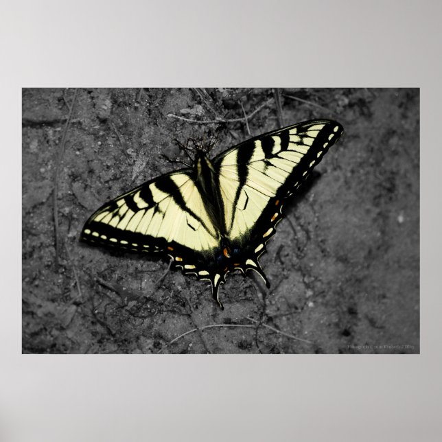 Impresión de tigres orientales (Frente)