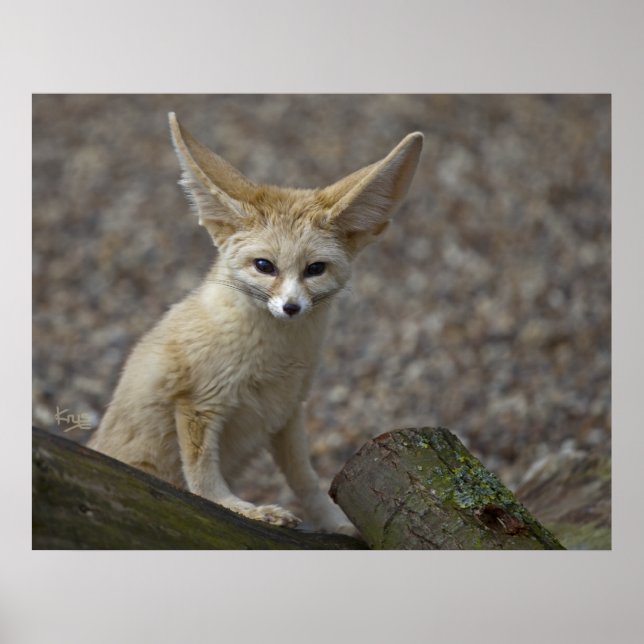Impresión de todas las orejas (Frente)