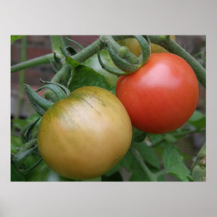 Impresión de tomates naranjas y rojos