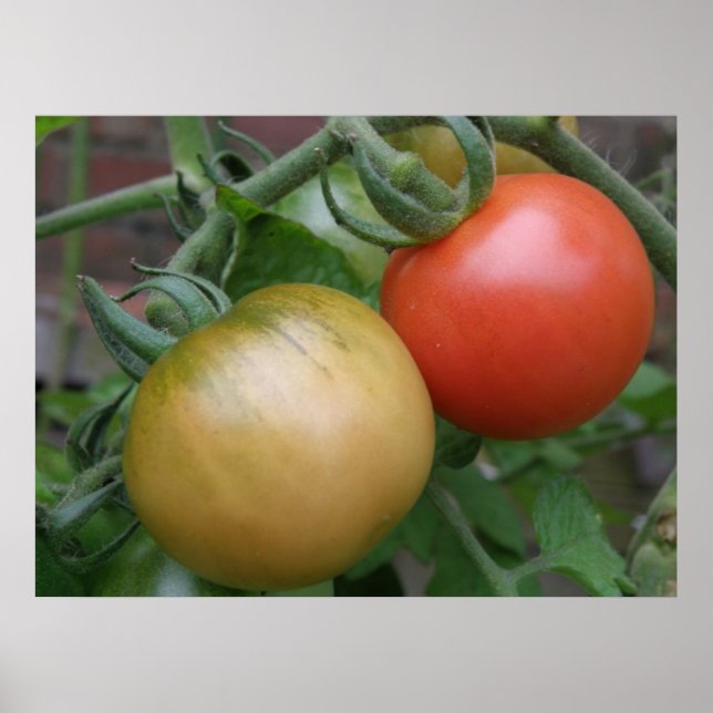 Impresión de tomates naranjas y rojos (Frente)