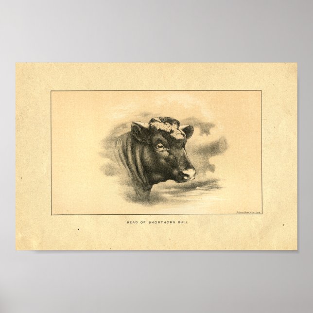 Impresión de toro de espina corta 1888 (Frente)