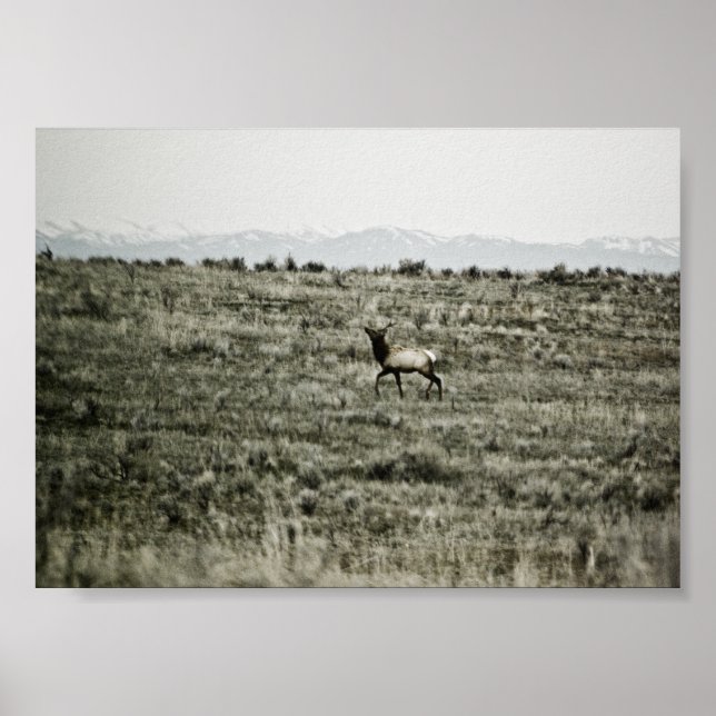 Impresión de Toro Elk P2800 (Frente)