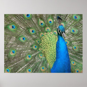 Impresión de trama de pavo real