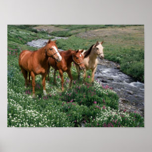 Impresión de trío de caballos