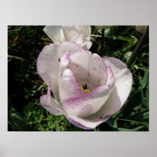 Impresión de tulipanes en la capa de lavanda