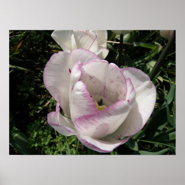 Impresión de tulipanes en la capa de lavanda (Frente)