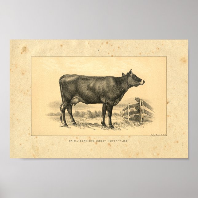 Impresión de vaca de Jersey de 1888 (Frente)