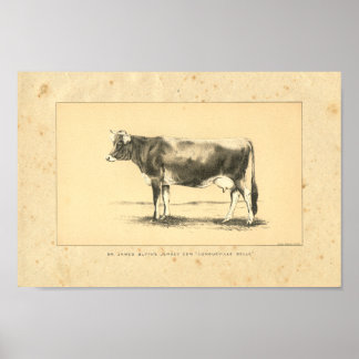Impresión de vaca de Jersey de 1888