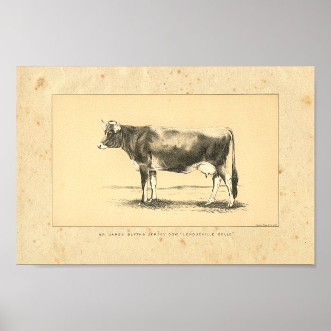 Impresión de vaca de Jersey de 1888 (Frente)