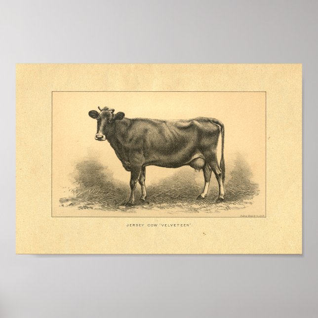 Impresión de vaca de Jersey de 1888 (Frente)
