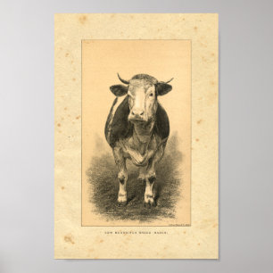 Impresión de vaca vintage 1888