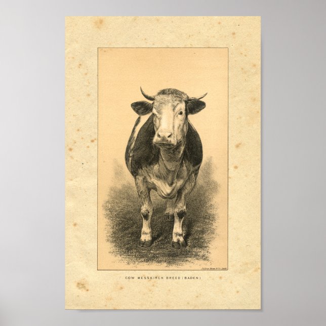 Impresión de vaca vintage 1888 (Frente)