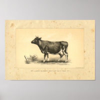 Impresión de vaca vintage 1888