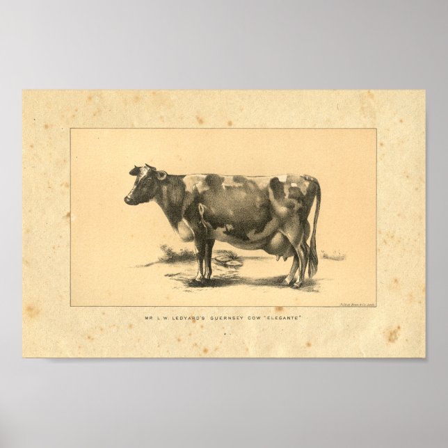 Impresión de vaca vintage 1888 (Frente)